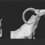 3D Character 3D model Animal